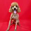 원더풀펫살롱 이미지