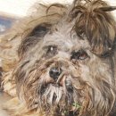 뭉치동물약국 이미지