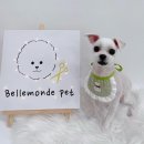 벨몽드펫 이미지