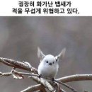 화