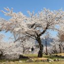 조명군총 이미지