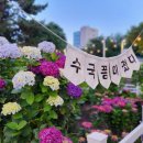 장생포 수국에 물들다_울산 장생포 수국축제 &#39;24.6.13(목)