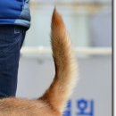 꼬리 이미지