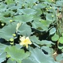 다례교실 | 남양주 궁집, 어랑손만두국 방문 후기