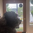 하비나 코지 이미지