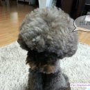 너랑나랑 행복하개 이미지