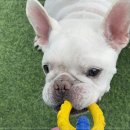 강아지 호텔 이미지