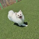 둔포애견 이미지