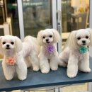 도그마 펫살롱 이미지