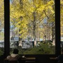 통일로1267번길 | 고양 일산 은행나무 단풍 명소 옐로커피 애견동반 가능 당일 방문후기