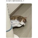 대흥미트 | 수성구 상동 대흥식당 수육정식 후기