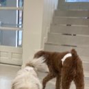 치즈 애견유치원&애견호텔 이미지