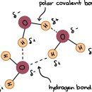 Hydrogen bonds in water 물의 수소 결합 이미지