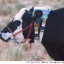 소몰이 - 동래구 충렬대로359번길 24 | 소몰이