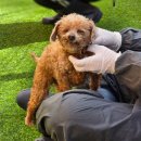 복 PC | 여주 반려마루 유기견 봉사활동 후기 | 따뜻했던 하루 기록 (봉사활동 준비물, 신청방법)