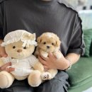 광주강아지분양 고양이분양 24시 데려가개본점 이미지