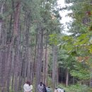 소호 숲 이미지