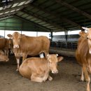 우량농장 | [MZ축산학교] 상위 1% 농가의 '마진율' 결정 메커니즘? 사양관리의 오해와 진실!