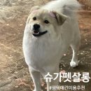 슈가펫살롱 이미지
