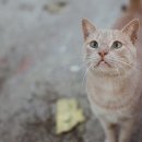 강동24시 SKY 동물의료센터 이미지