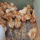 성진부화장 이미지