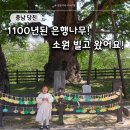 키다리아저씨 애견샵 | 당진 면천 은행나무 애견동반 방문 후기
