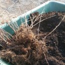 계룡 농장 이미지