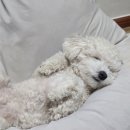부산진유치원 | 🐶 부산 강아지 유치원 추천, 분리불안 댕댕이케어. 올해부터 꾸준히 다니고 있는 멍데뷰 내돈내산 솔직후기