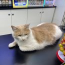 세븐일레븐 북삼인평대로점 | [ 북삼 ] 북삼에 귀여운 고양이가 있는곳!!!