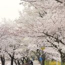 레브앙타워 | 2주 몰아서 즐긴 벚꽃 일상(주민만 아는 송파 벚꽃명소를 곁들인..)