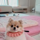 내마음의동물병원 이미지