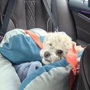 카페멍 | 🐶 “여기선 진짜 미친 듯이 뛰어!” 파주 애견카페 ‘뛰뛰멍’ 솔직후기 💨 | 내돈내산