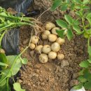 감자서리 이미지