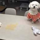 견생식탁 이미지