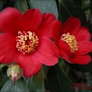 Camellia japonica(동백) 이미지