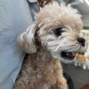 디오네 도그케어 이미지