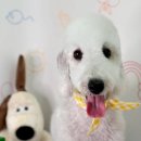 어안이 멍멍 이미지