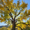 말하는 은행나무 이미지