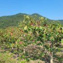 밀양꾸지뽕 영농조합법인 이미지