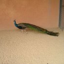 인천대공원(어린이동물원) 이미지