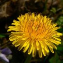 dandelion(민들레) = 사자의 이빨 이미지