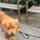 강아지 마음 이미지