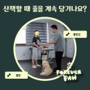 개뭉치 반려견 훈련센터 | 강아지 줄당김 교육｜다른 강아지만 보면 흥분하는 진도믹스 교육 후기｜산책훈련