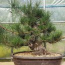 곰솔농장 이미지