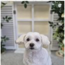 콩이 애견샵 이미지