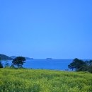 거제여행_학동 내촐 유채꽃/바퀴달린집촬영지/닥치고떡볶이