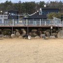 퍼피앤독 이미지