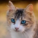 화면속으로 | 갤럭시 S25 귀여운 고양이 감성 배경화면 꾸미기 후기