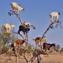 염소왕국 이미지