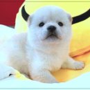 유명동물병원(출장전문) | 펫365 강아지분양 고양이분양 후기: 믿음직한 반려동물 분양 전문점 이야기